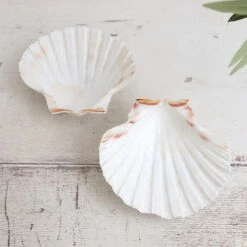 Percussive Seashells Concha -CARVED CULTURE Sale Percussive Seashells Concha Both Shells