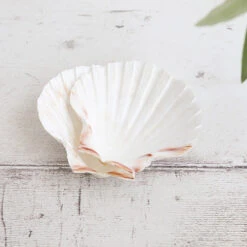 Percussive Seashells Concha